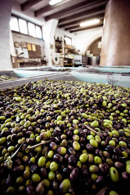 Olivenöl Produktion Italien