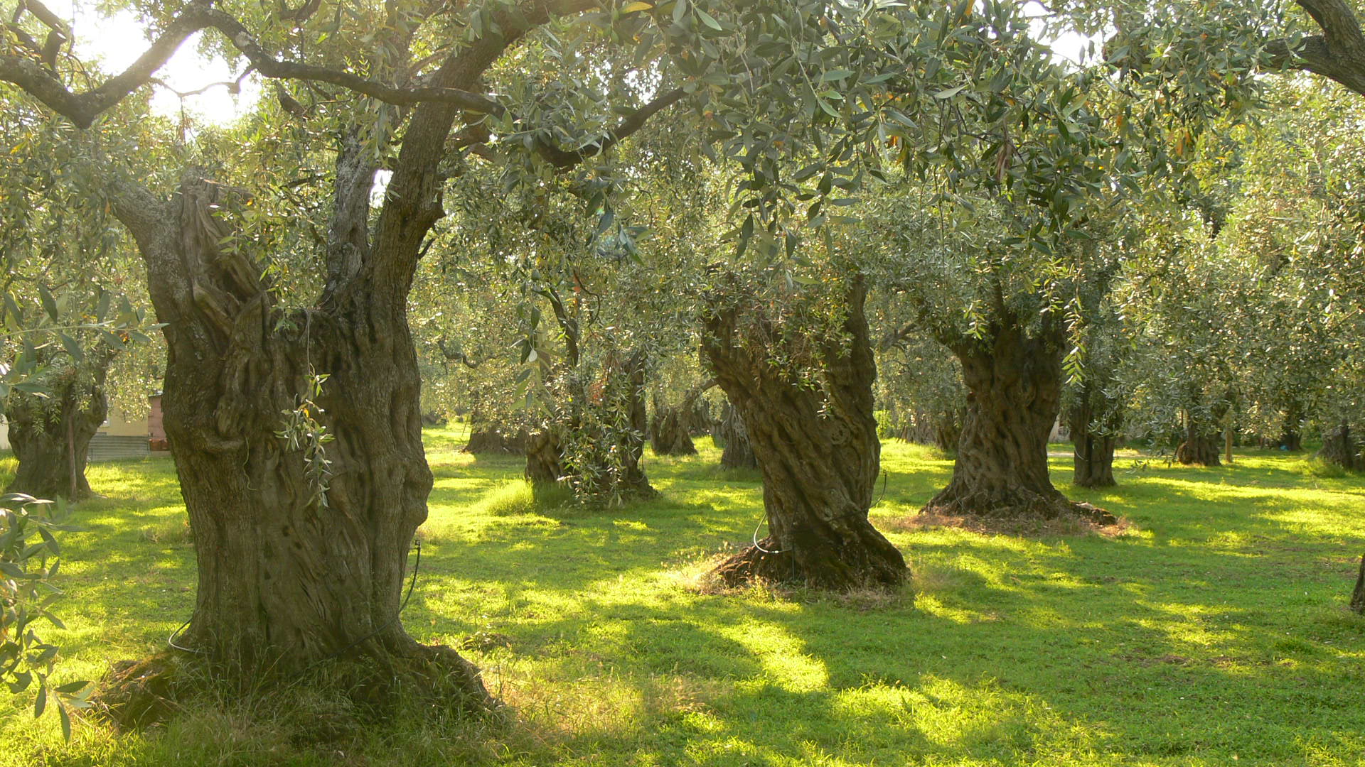 Sonniger Olivenhain mit alten Olivenbäumen und grünem Gras, mediterrane Landschaft