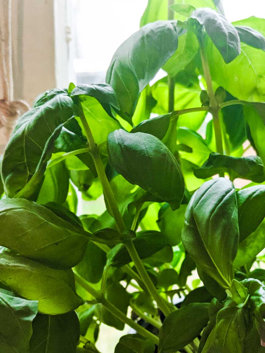 Basilikumpesto aus Italien Genovese Vegan