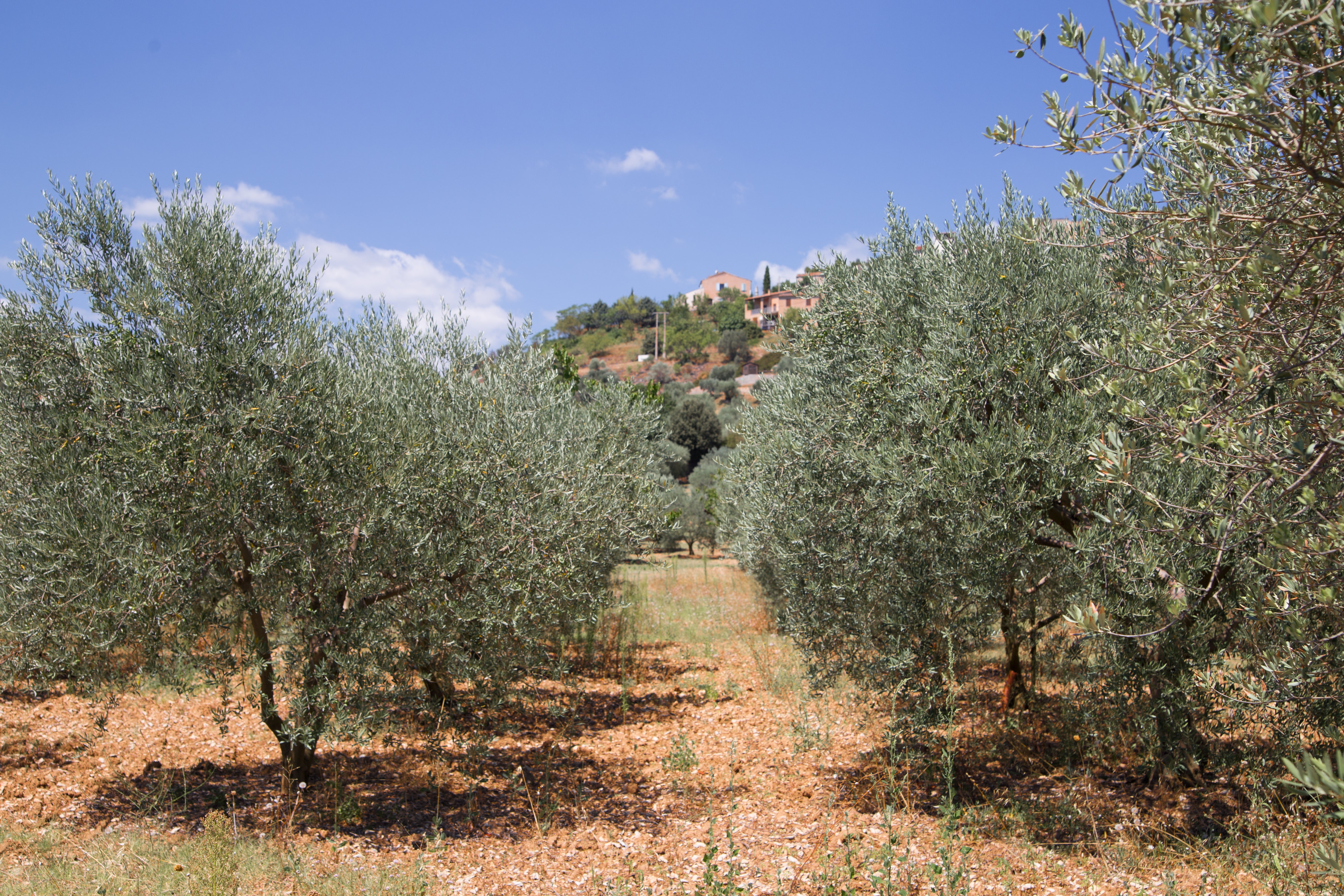 Wie wird olivenöl hergestellt?